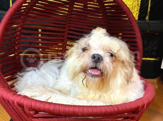 Eğitimli Aşılı Ve Çipli Gold White Shihtzu