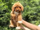 Özel Renk Poodle Yavrumuz Aşili