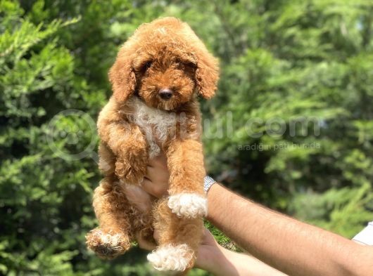 Özel Renk Poodle Yavrumuz Aşili görsel