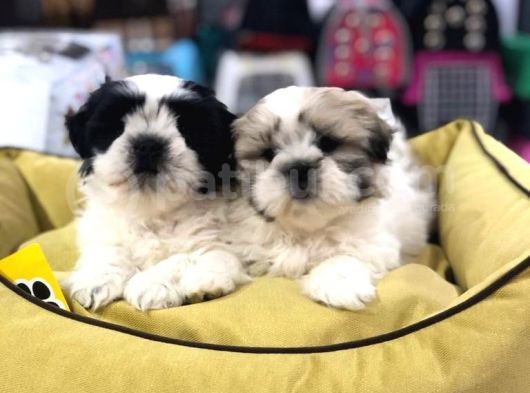 Mükemmel Irkta Shi̇h Tzu Lar Vonalp Pet Garanti̇li̇ görsel