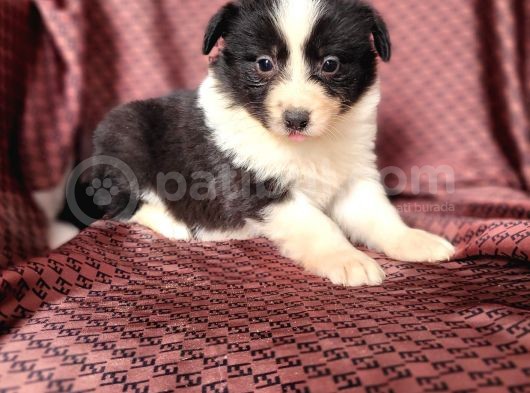 Zeki Border Collie Yavrularımız