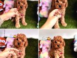 Toy Poodle Yavrulari