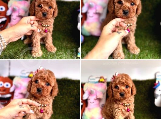 Toy Poodle Yavrulari görsel