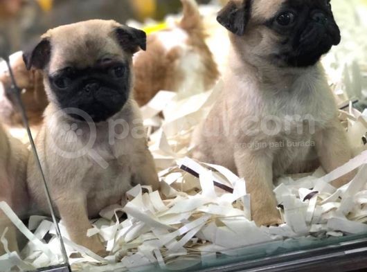 Sevi̇mli̇ Pug Yavrulari Von Alp Garanti̇si̇yle