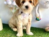 Maltipoo Bebeklerimiz Yuvasına Gitmeye Hazır