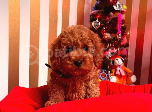 Orji̇nal Toy Poodle Yavrular görsel