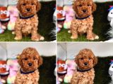 Toy Poodle Yavrulari