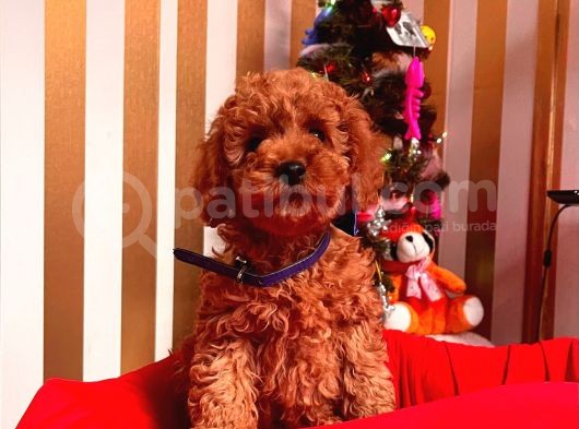 Orji̇nal Toy Poodle Yavrular görsel
