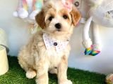 Maltipoo Bebeklerimiz Yuvasına Gitmeye Hazır