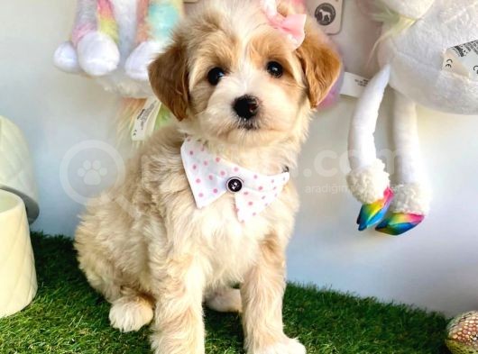 Maltipoo Bebeklerimiz Yuvasına Gitmeye Hazır görsel