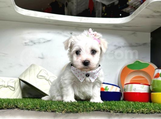 Maltese Teri̇er Yavrulari görsel