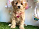 Güzel Yüzlü Dizayn Irk Maltipoo