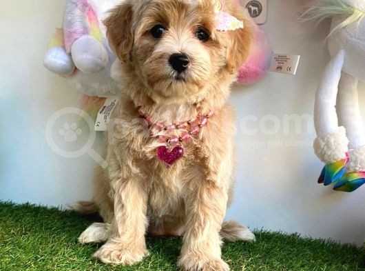 Güzel Yüzlü Dizayn Irk Maltipoo görsel