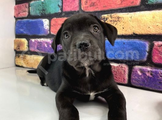 Mermi Cane Corso Bebekler