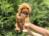 Özel RENK POODLe YAVRUMUZ AŞILI
