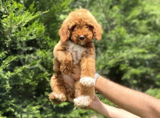 Özel Renk Poodle Yavrumuz Aşili
