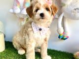 Maltipoo Bebeklerimiz Yuvasına Gitmeye Hazır