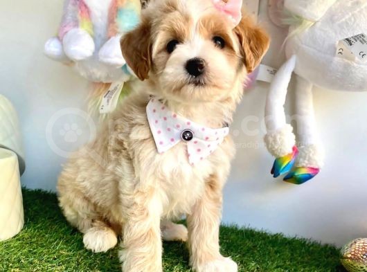 Maltipoo Bebeklerimiz Yuvasına Gitmeye Hazır görsel