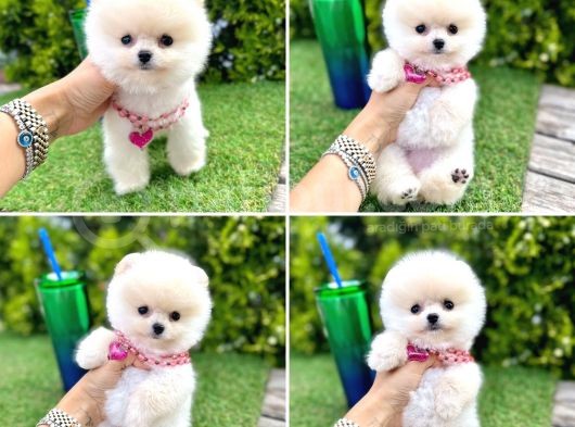 Show Kalite Pomeranian Boo Yavrular