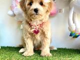 Güzel Yüzlü Dizayn Irk Maltipoo