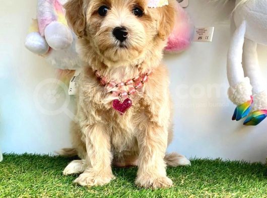 Güzel Yüzlü Dizayn Irk Maltipoo görsel