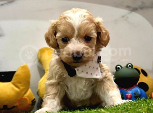 Dizayn Irk Sevimli Maltipoo Yavrular