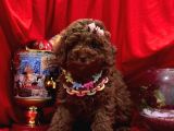 Toy Poodle
