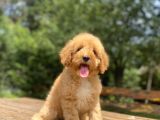 Sevi̇mli̇ Toy Poodle Bebekler Aşili