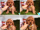 Toy Poodle Yavrulari