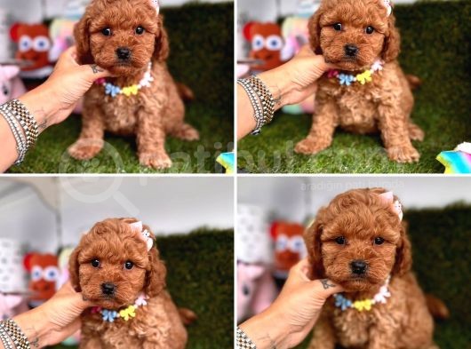 Toy Poodle Yavrulari görsel