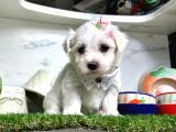MALTESE TERİER YAVRULARI