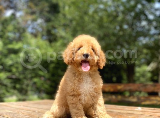 Sevi̇mli̇ Toy Poodle Bebekler Aşili