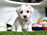 Maltese Teri̇er Yavrulari