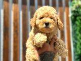 Sağlık garantili orjinal toy poodle yavrumuz