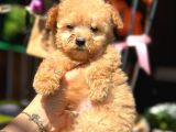 Mini Mini Teacup Toy Poodle