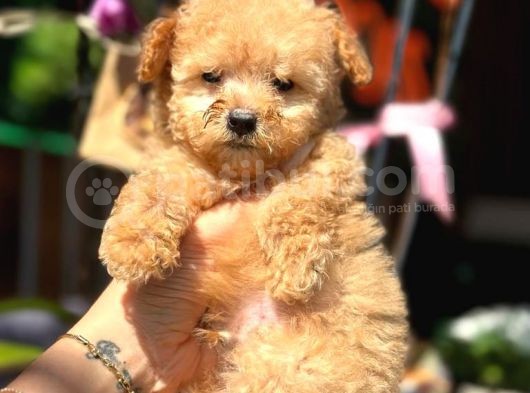 Mini Mini Teacup Toy Poodle görsel
