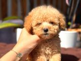 Mini Mini Teacup Toy Poodle