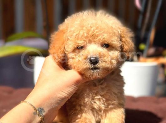 Mini Mini Teacup Toy Poodle görsel