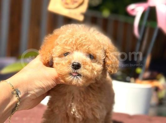 Mini Mini Teacup Toy Poodle