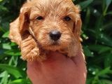 Muhteşem Maltipoo Bebekler