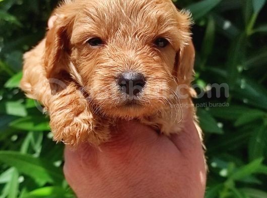 Muhteşem Maltipoo Bebekler görsel