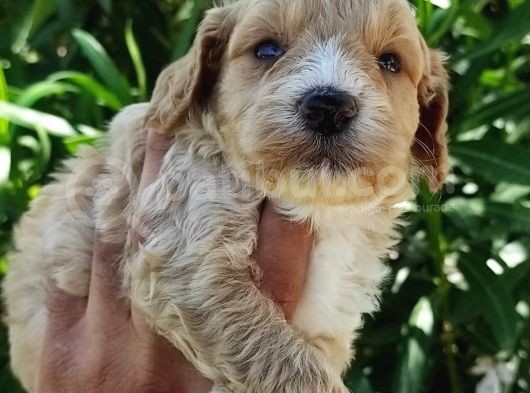 Harika Maltipoo Bebekler görsel
