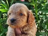 Muhteşem maltipoo bebekler
