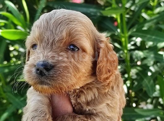 Muhteşem Maltipoo Bebekler