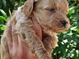Muhteşem Maltipoo Bebekler