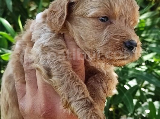 Muhteşem Maltipoo Bebekler görsel