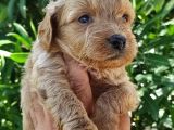 Muhteşem Maltipoo Bebekler