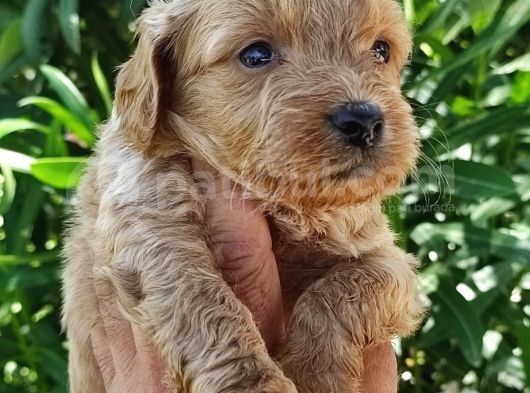 Muhteşem Maltipoo Bebekler görsel