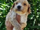 Muhteşem Maltipoo Bebekler