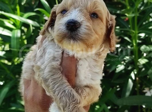 Muhteşem Maltipoo Bebekler görsel